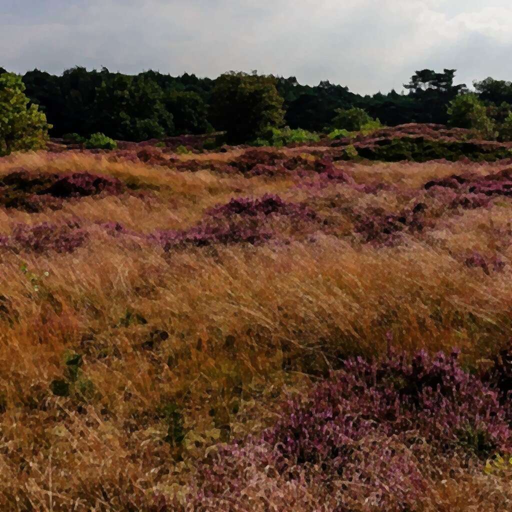 Heathland in the Schaopedobbe reserve with grasses encroaching on the heather