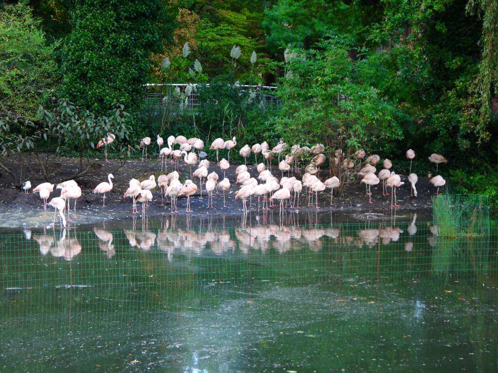 De flamingovijver in Artis, Amsterdam: roze flamingo's die in en rond ondiep water staan, met bomen en dierentuingebouwen op de achtergrond